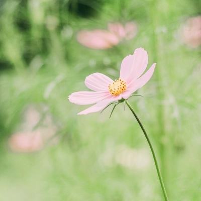 杂交水稻之父袁隆平：首届国家最高科学技术奖得主